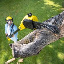 Best Organic Lawn Care Solutions  in Jesup, GA