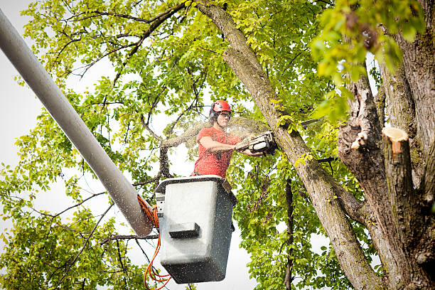 Best Emergency Tree Removal  in Jesup, GA