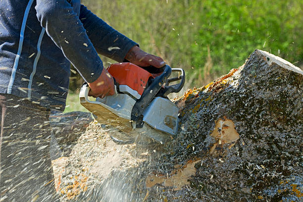 Best Firewood Processing and Delivery  in Jesup, GA